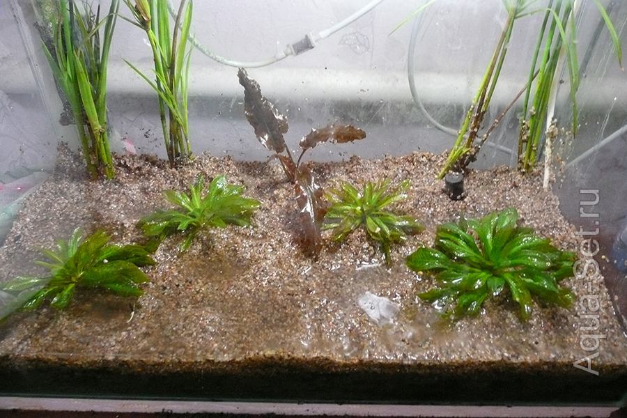 Земляной аквариум - 27 литров - Посажен Эхинодорус Тропика. Очень красивое растение.