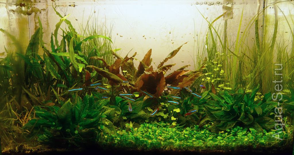 Земляной аквариум - 27 литров - Состояние на 26.12.2011г.