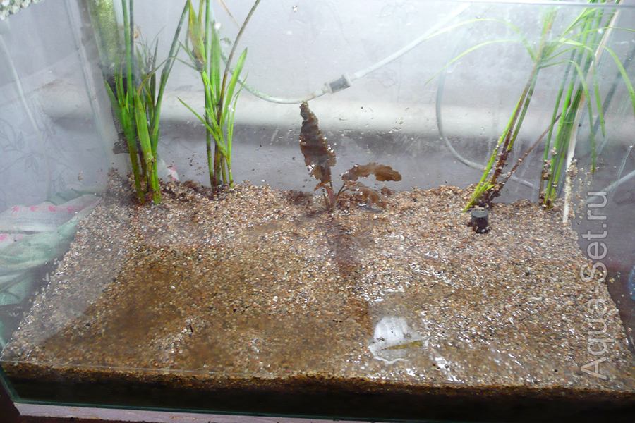 Земляной аквариум - 27 литров - Сверху земли засыпан тонкий слой крупного песка. Посажена криптокорина