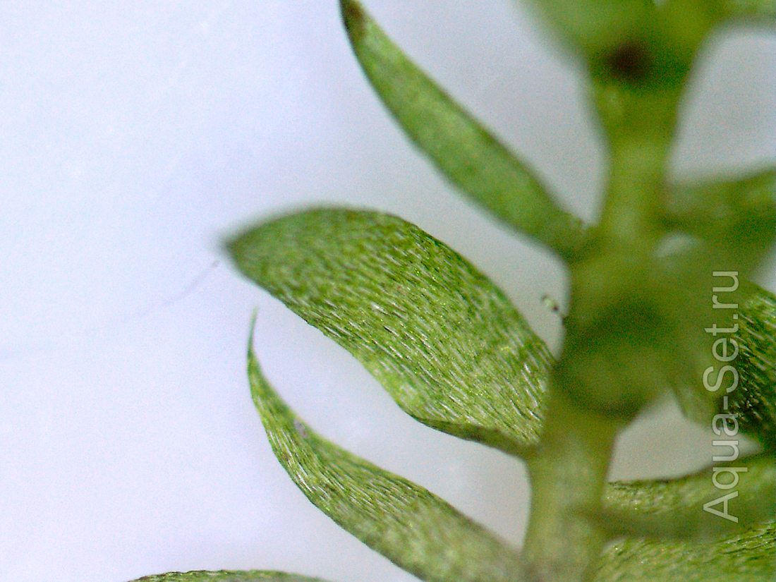 Аквариумный мох: Anchor Moss - Taxiphyllum sp.