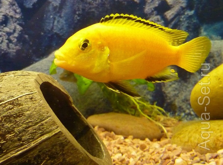 Продам Labidochromis caeruleus «Yellow» своего разведения (мальки, подростки)