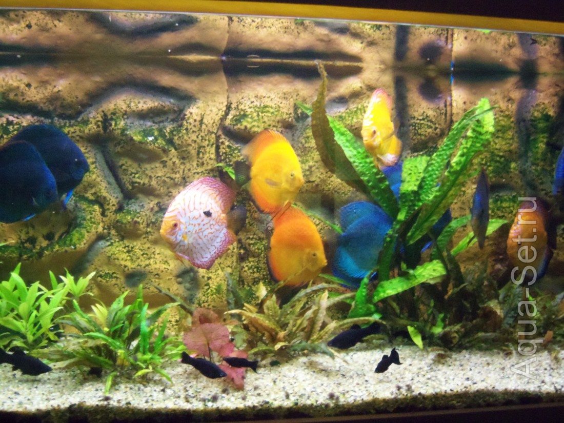 Мой аквариум с дискусами. (ДОРОЖНИК)