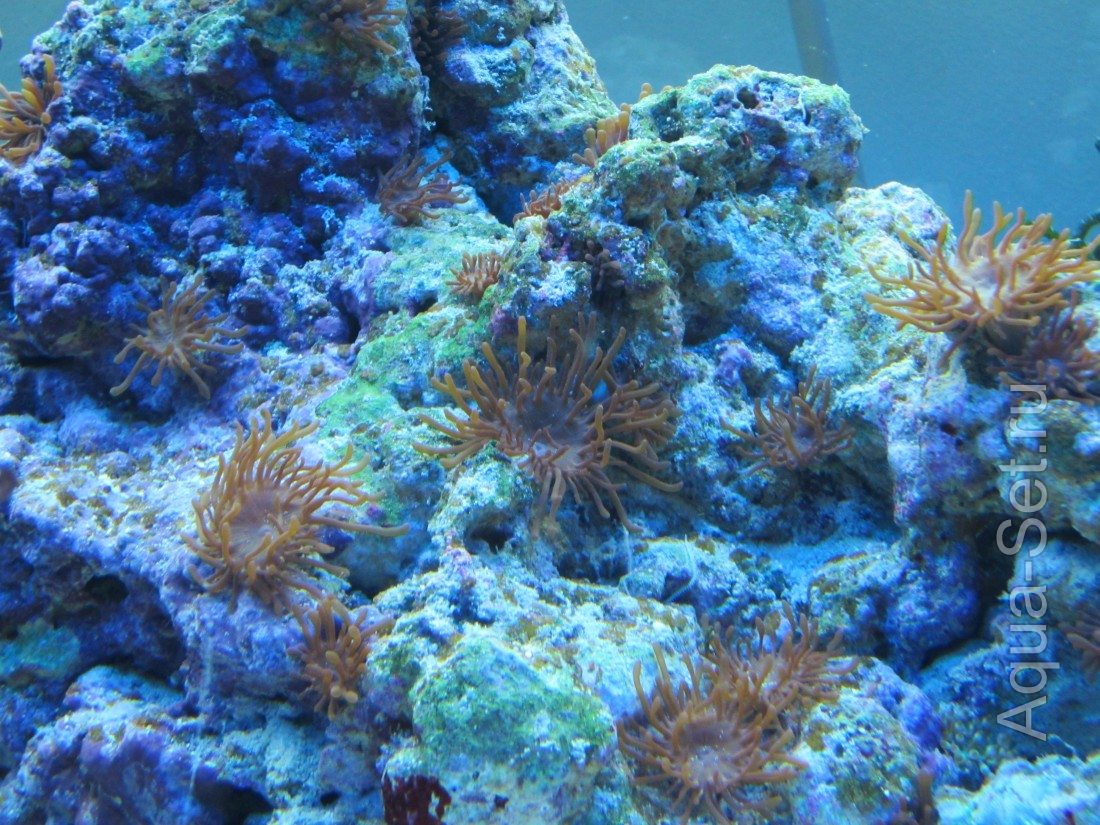 Немного моря(клиентский аквариум в стадии запуска)