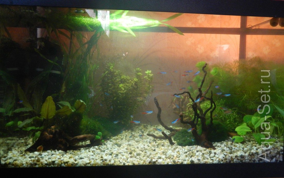 Мой первый аквариум - Запуск, выбор рыбок