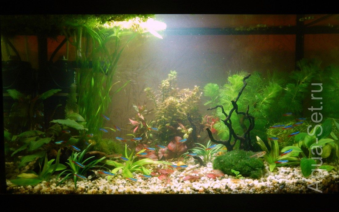 Мой первый аквариум - Запуск, выбор рыбок