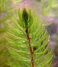 Роголистник - Ceratophyllum. Фото