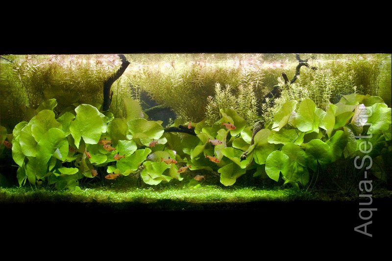 Красивые фото аквариумов