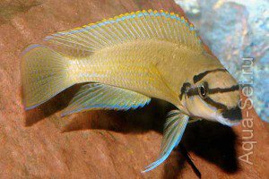 Самара: Продаю Chalinochromis brichardi