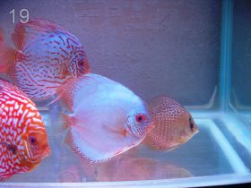 Фотографии красивых аквариумов с дискусами