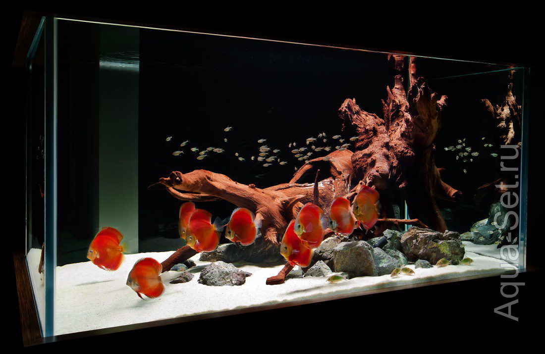 Фотографии красивых аквариумов с дискусами