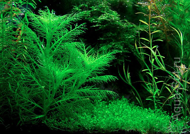 Новое (для меня :-) растение для нано аквариумов .