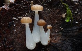 Мир грибов от Steve Axford