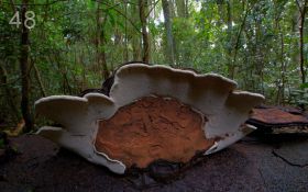 Мир грибов от Steve Axford