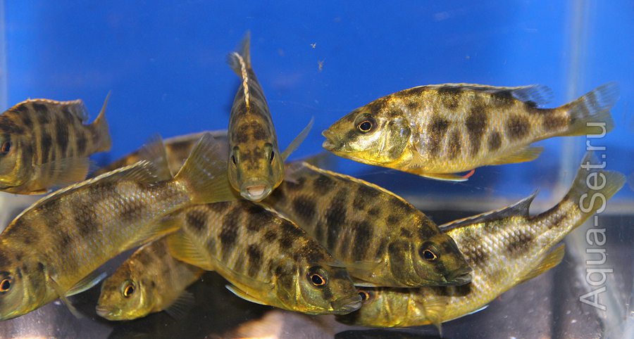 Новороссийск: аквариумные рыбки - Ekrechet