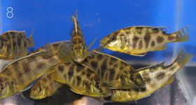 Новороссийск: аквариумные рыбки - Ekrechet