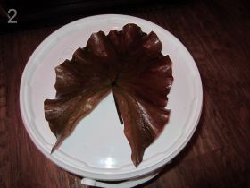 Листья красной нимфейки