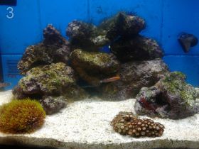 Продам морской аквариум Resan