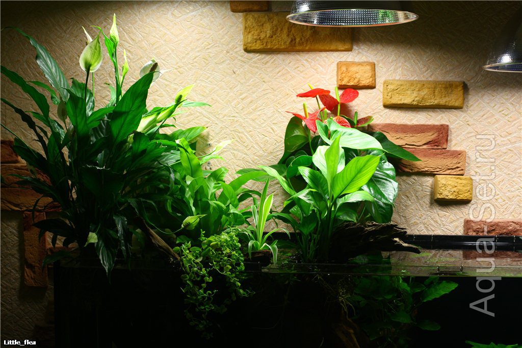 Металлогалогеновое освещение растительного аквариума