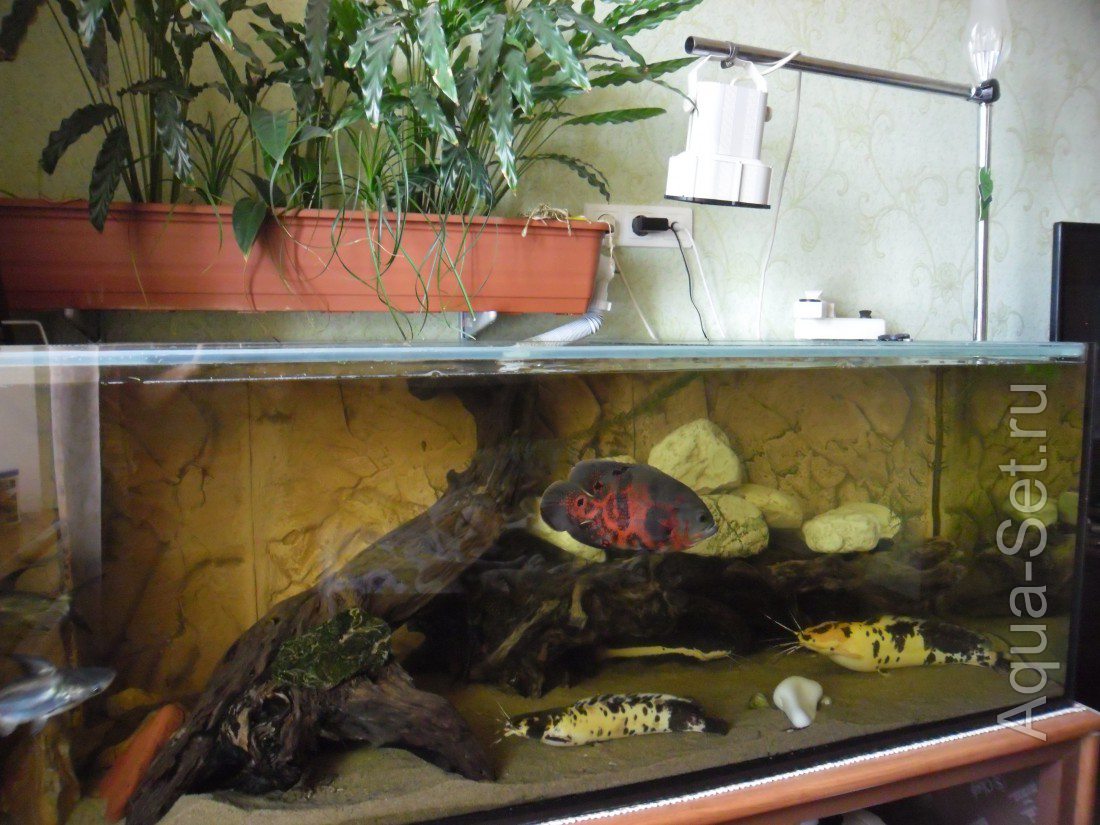 Вопрос по аквариуму 500 литров (tara)