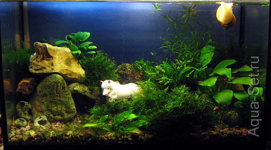 Мои аквариумы и рыбы (Katze) (35)