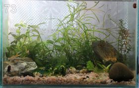 Мои аквариумы и рыбы (Katze) (35)