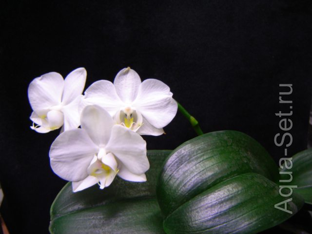 Растения от katrin34 - аквариумные, хищники, орхидеи.