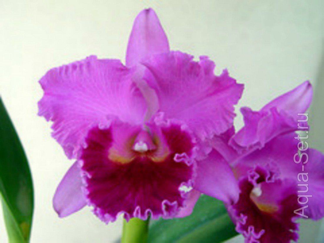 Растения от katrin34 - аквариумные, хищники, орхидеи.