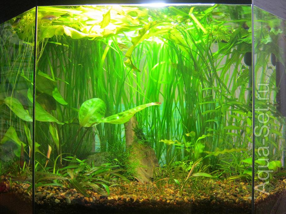 Мой аквариум на 50 литров. Опыты с землей (Natashka)