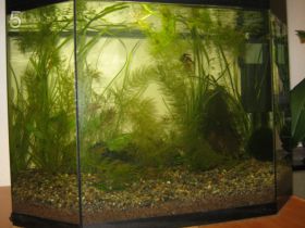 Мой аквариум на 50 литров. Опыты с землей