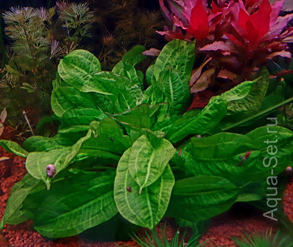 Эхинодорус мелкоцветный Тропика – Echinodorus parviflorus “Tropica”