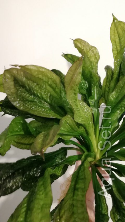 Эхинодорус мелкоцветный Тропика – Echinodorus parviflorus “Tropica”