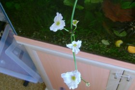 Эхинодорус Маргибинец и его первое цветение