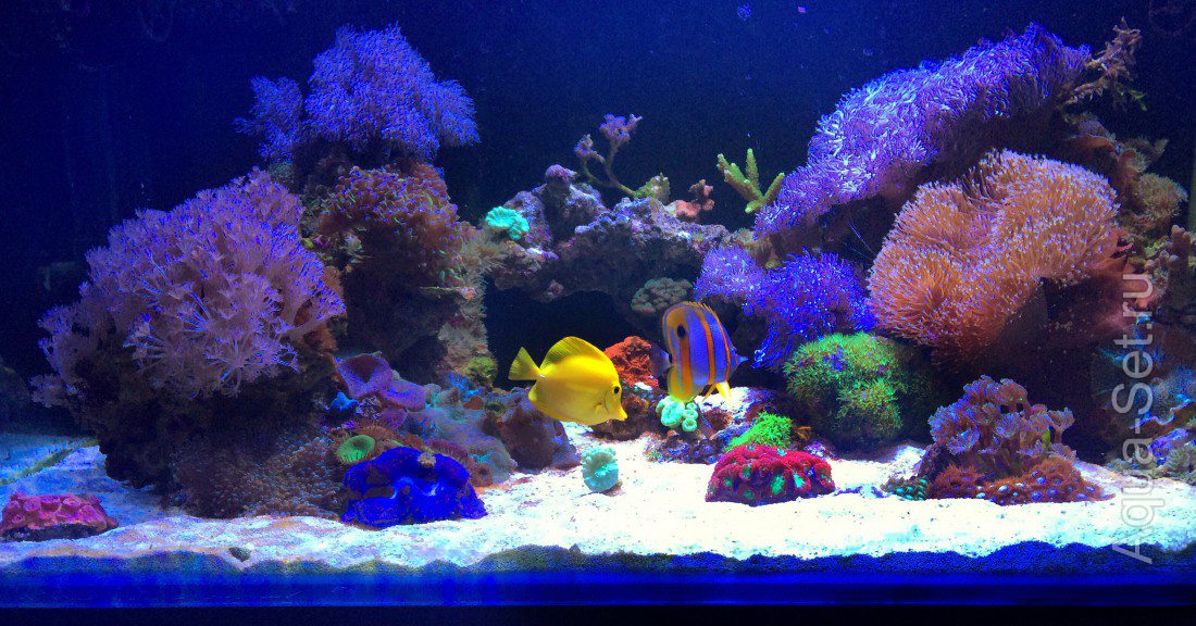 Мой морской аквариум (Kleivan1)