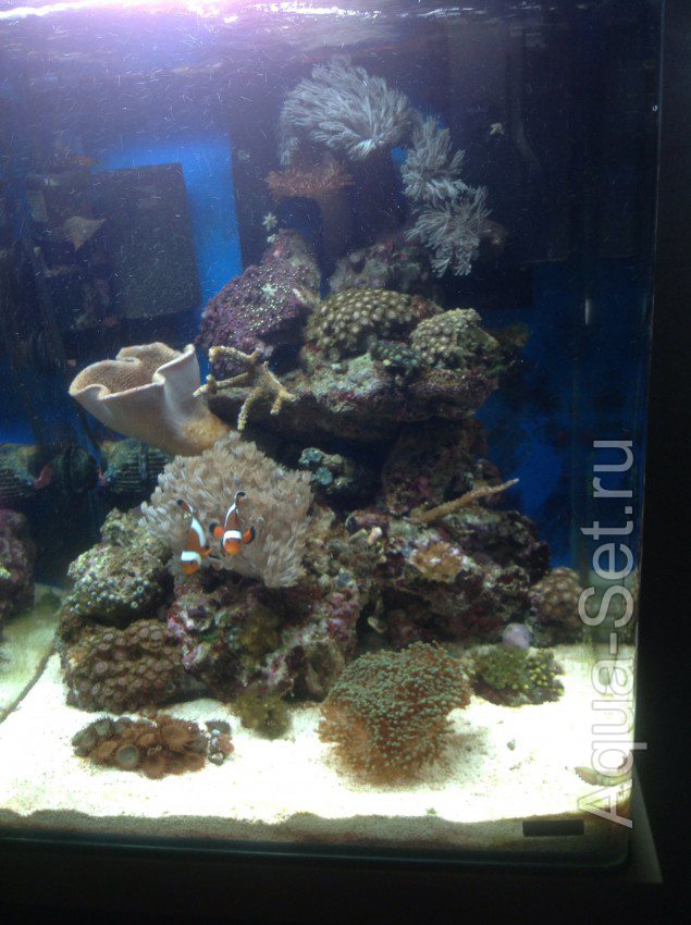 Мой морской аквариум (Kleivan1)