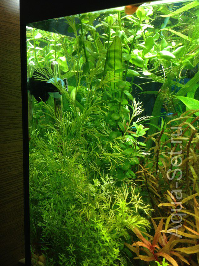 Опознание аквариумных растений