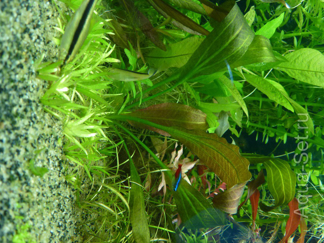 Опознание аквариумных растений