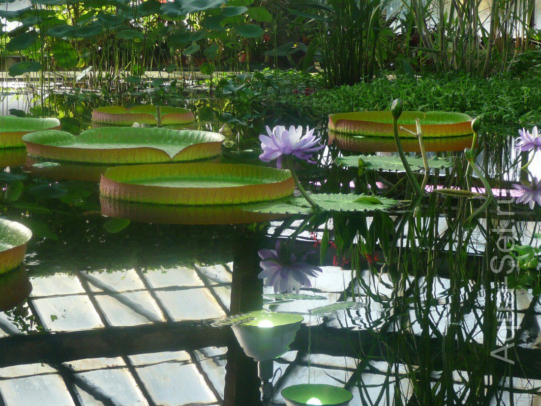 Ботанический сад Санкт-Петербурга, оранжерея водных растений.
