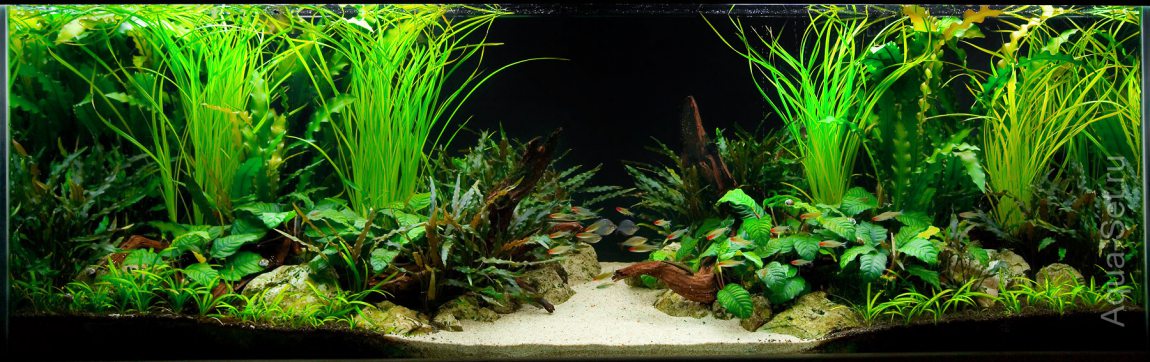 Дизайн аквариумов с растениями от ADG