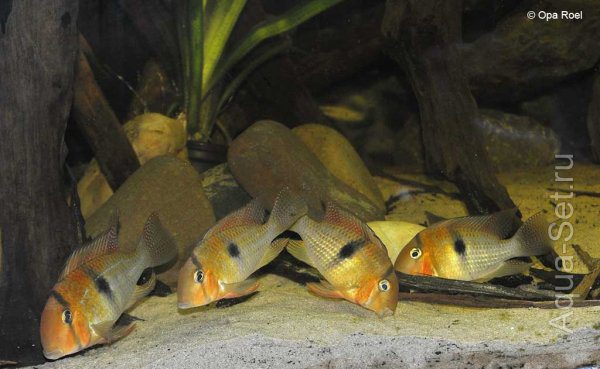 Есть возможность приобрести редкую рыбу Guianacara owroewefi