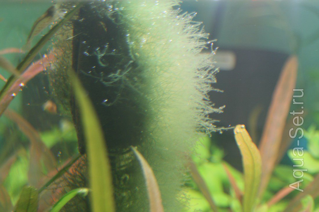 новая интересная водоросль в аквариуме.