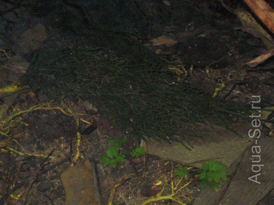 Фонтиналис антипиретика (fontinalis antipyretica) в окрестностях Новороссийска .