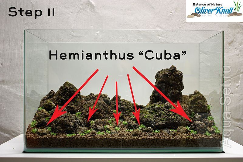 Пошаговый запуск и оформление аквариума от Oliver Knott - Первым растением высаживаю Hemianthus callitrichoides «Cuba». Я разделил это растение на 8-10 частей и высаживаю его на открытые места переднего и среднего плана.