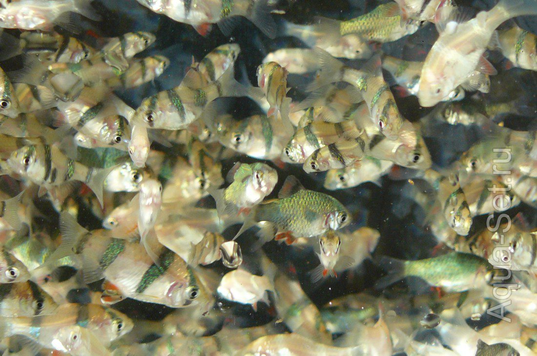 Продам аквариумных рыбок своего разведения Крым