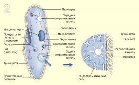 Инфузория-туфелька Paramecium caudatum