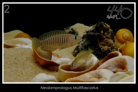Neolamprologus multifasciatus