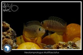 Neolamprologus multifasciatus