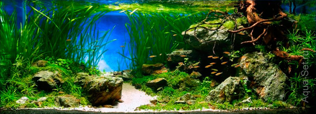 РЕЗУЛЬТАТЫ аквариумного конкурса IAPLC 2014 - 20. Atsushi Suzuki - JAPAN - Delightful green