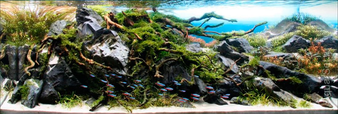 РЕЗУЛЬТАТЫ аквариумного конкурса IAPLC 2014 - 3. Hidekazu Tsukiji - JAPAN - Eternal Stream