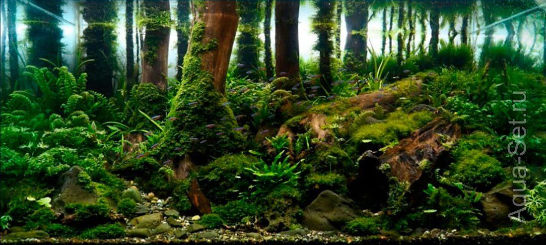 РЕЗУЛЬТАТЫ аквариумного конкурса IAPLC 2014 - 7. Sung Pin Chen - TAIWAN - The life cycle of the forest