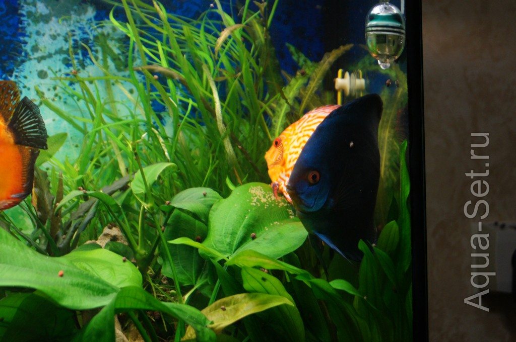 Мой аквариум (Geor99)
